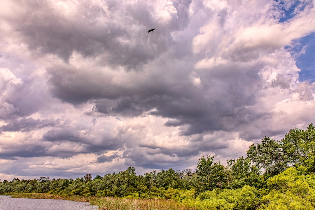A bird in solo flight over a lake under a cloudy sky