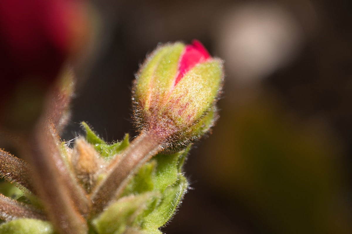 Close-up of a spring flower in bloom