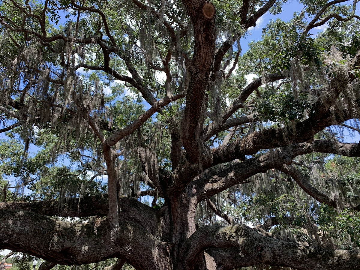 A Florida oak tree in full spring leaf