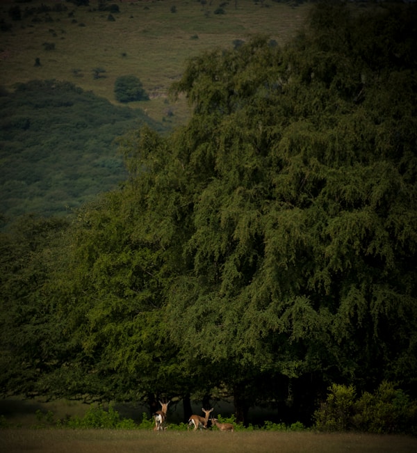 Child with nature and wildlife