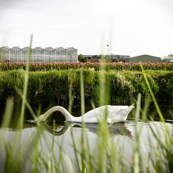 Swan on a lake