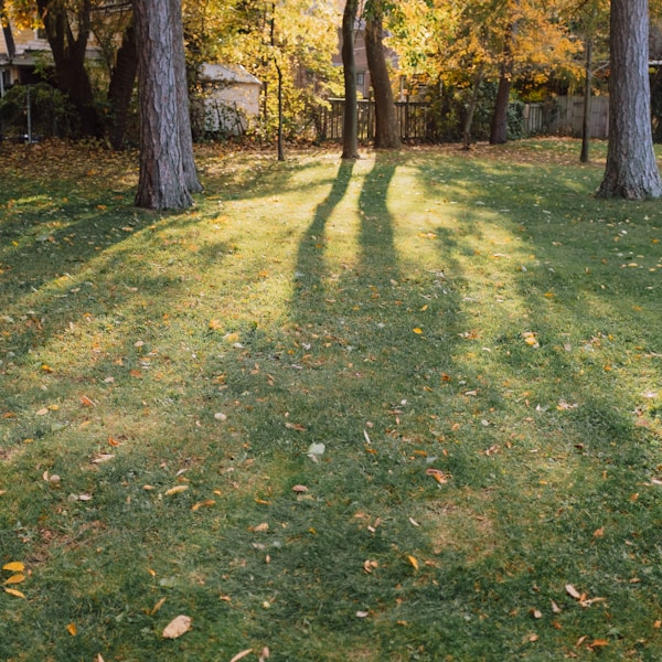 Tree trimming and yard maintenance