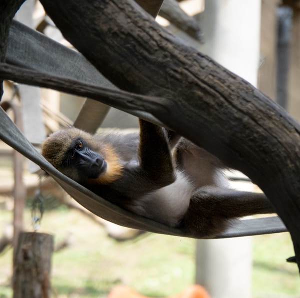A baby sloth at a wildlife sanctuary