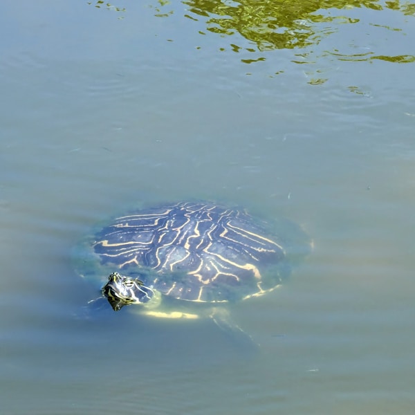 Box turtle in Florida wetlands