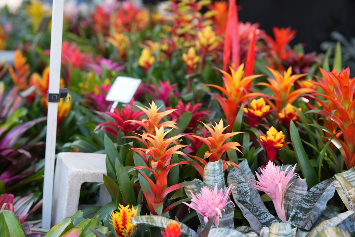 Colorful bromeliads at the Winter Garden Farmers Market