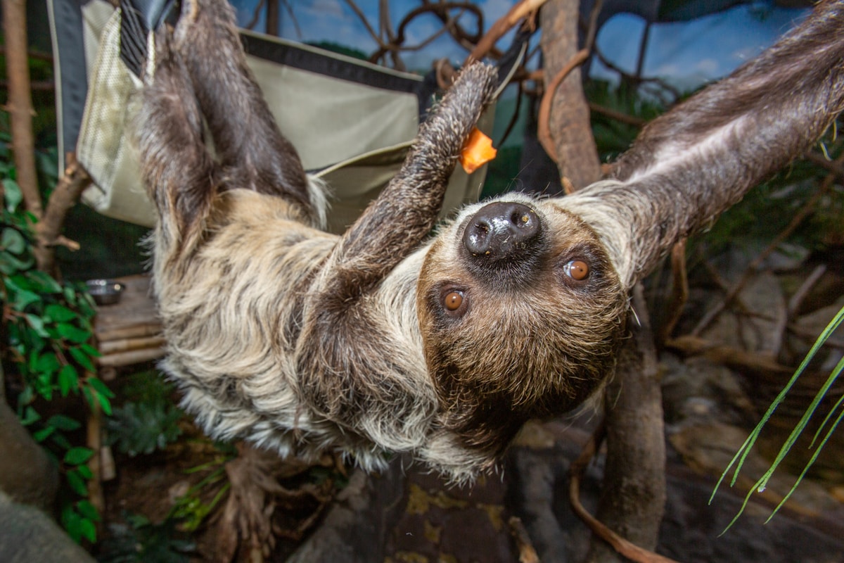 Sloth hanging from a branch at the zoo