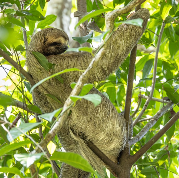 Sloth at zoo in quarantine