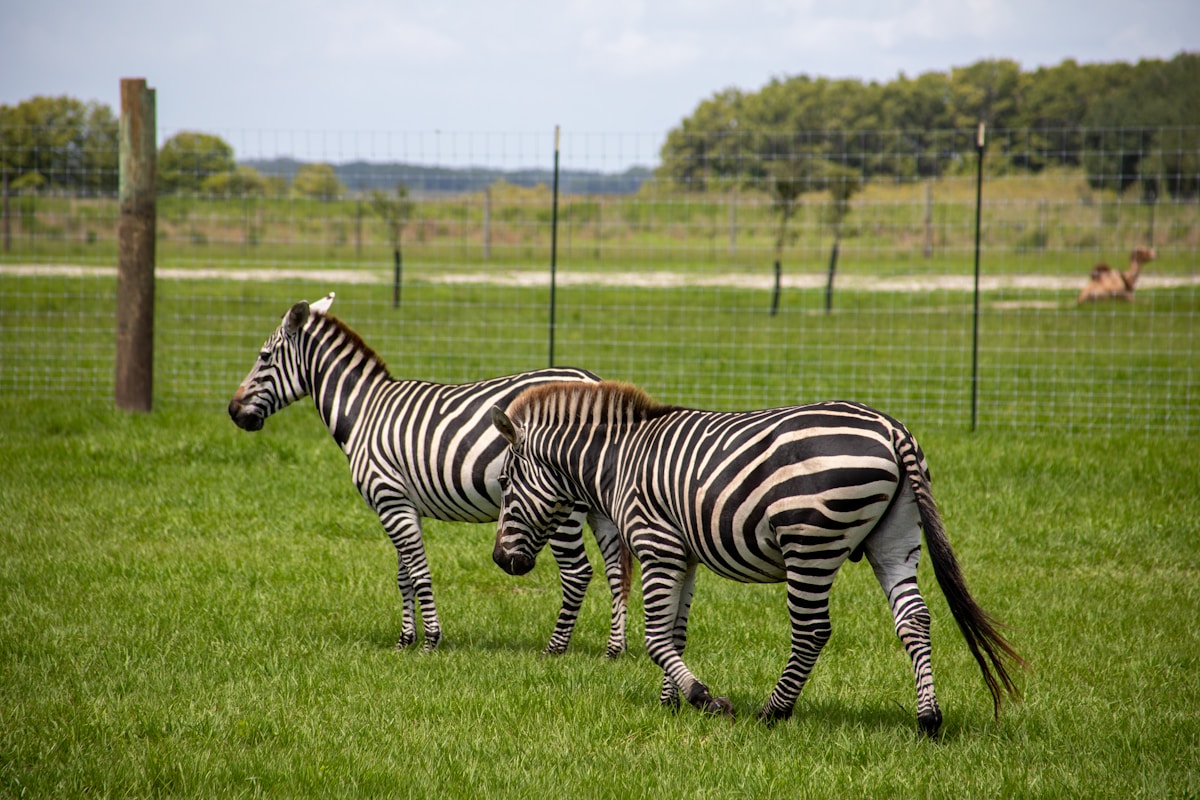 Central Florida Zoo wildlife conservation