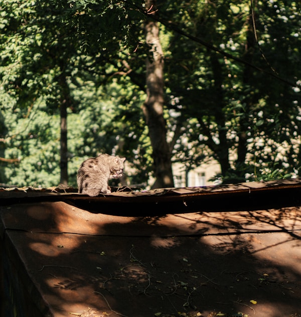 Cougar mountain lion cub wildlife