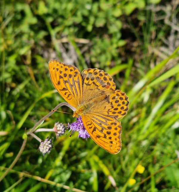 Butterfly garden flowers pollinator