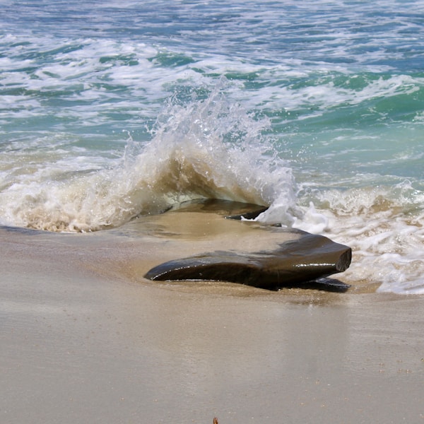 Sea turtle ocean beach sand