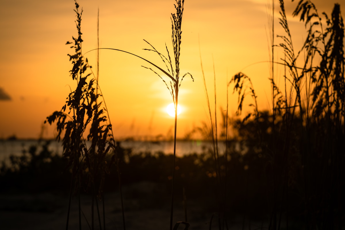 Florida lake sunset sea oats Space Coast