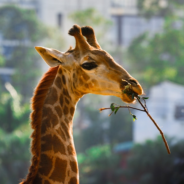 Giraffe zoo wildlife safari nature