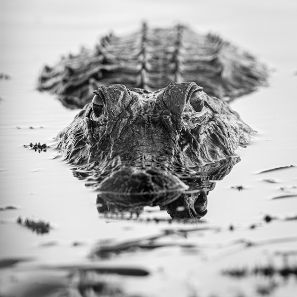 Alligator Florida wildlife water danger warning